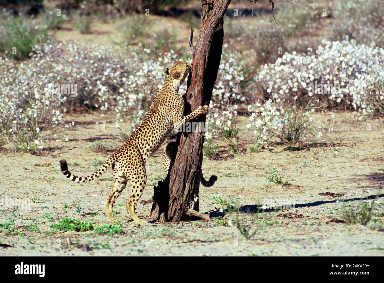 Guépard - Coalition de deux guépards mâles, un griffant Banque D'Images