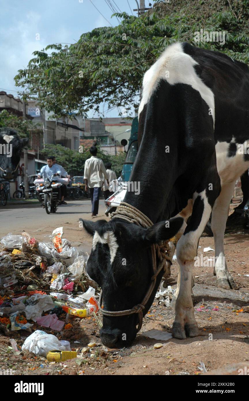 Vache mangeant des ordures en plastique dans une rue indienne Banque D'Images