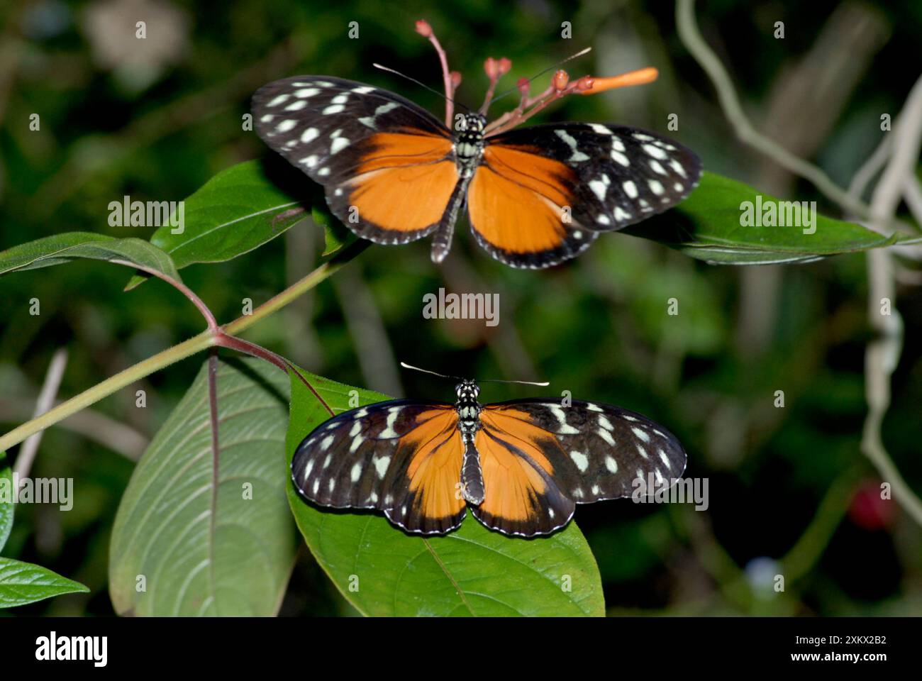 Hecales Longwing Butterfly Courtship Banque D'Images