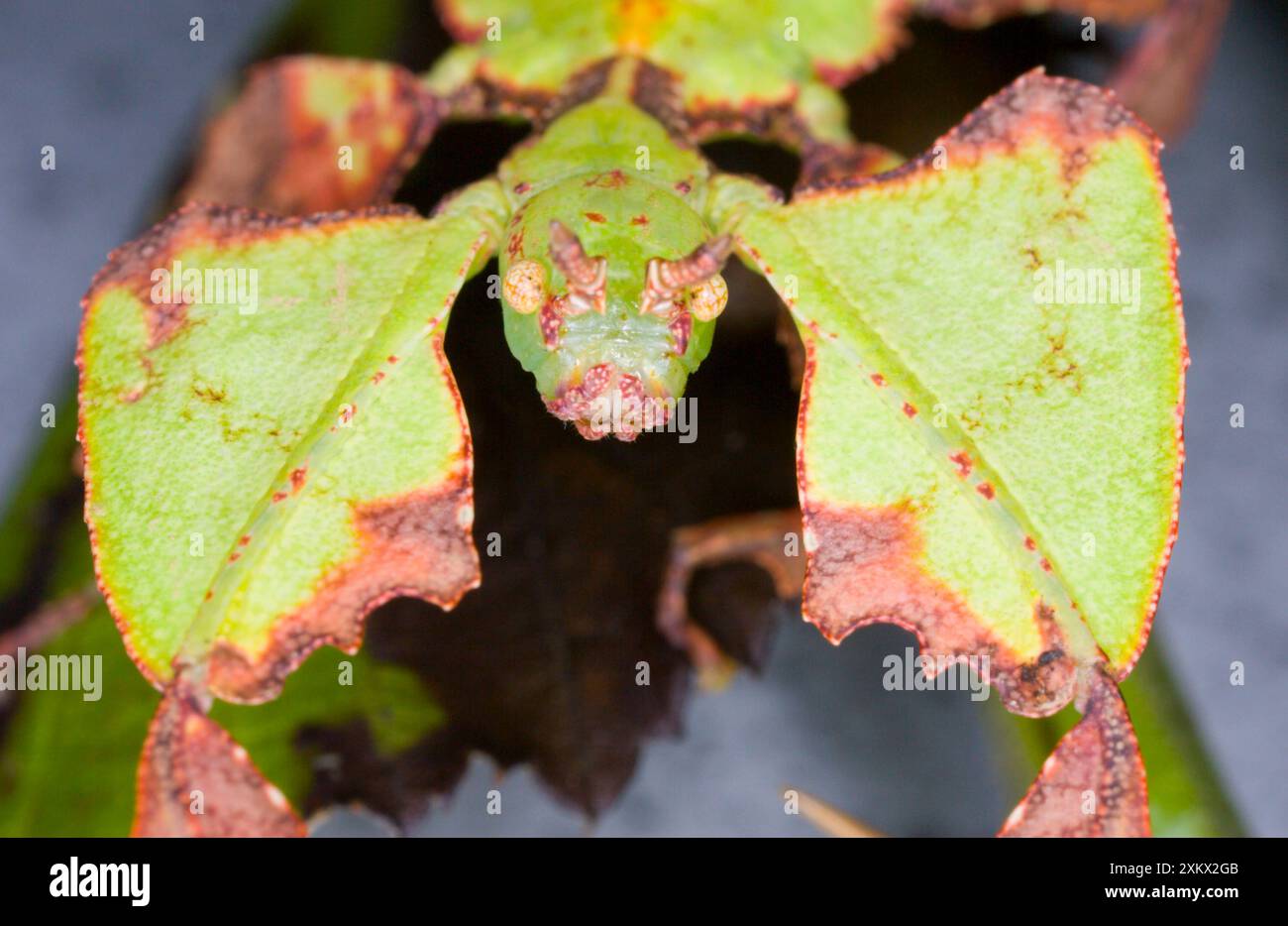 Insecte commun javanais des feuilles - vue ÔFaceÕ Banque D'Images