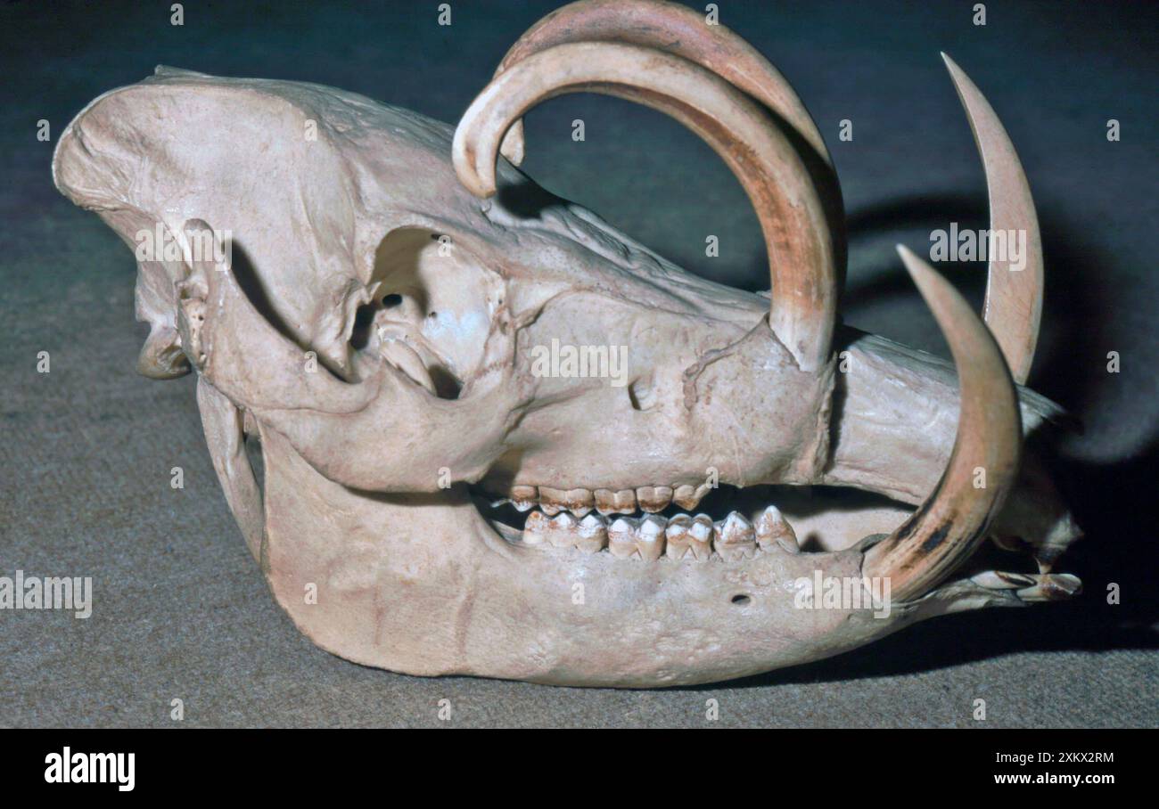 Crâne de Babyrusa montrant des canines agrandies chez le mâle. Banque D'Images