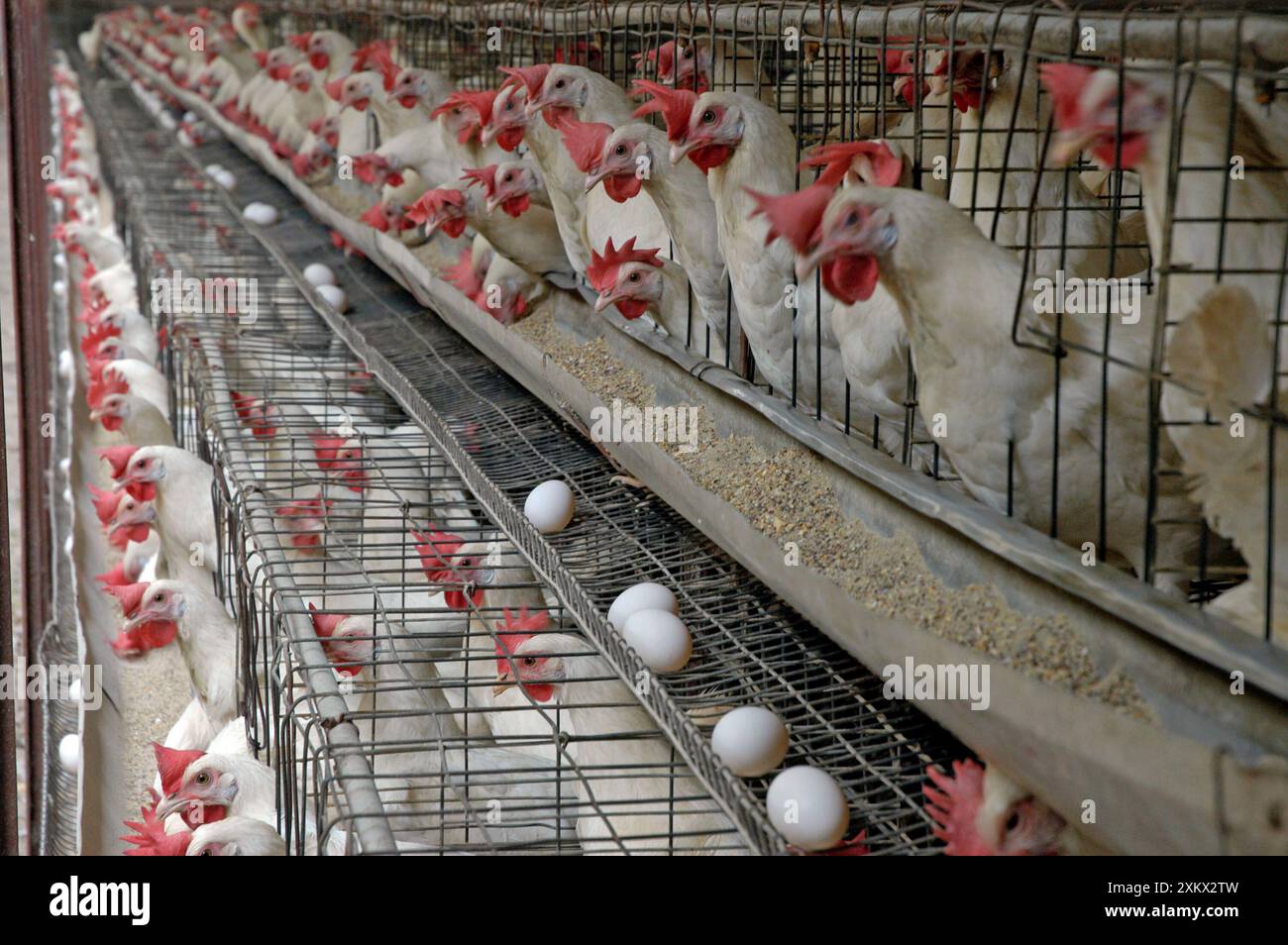 Ferme de poulets, Inde du Sud, unité de production d'oeufs Banque D'Images