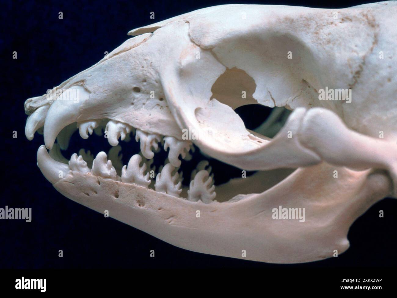Crâne de Crabeater Seal Banque D'Images