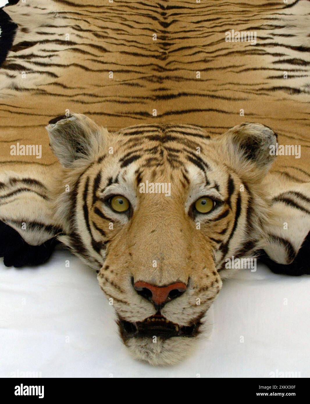 Tapis en peau de tigre avec tête montée par Van Ingen & Banque D'Images