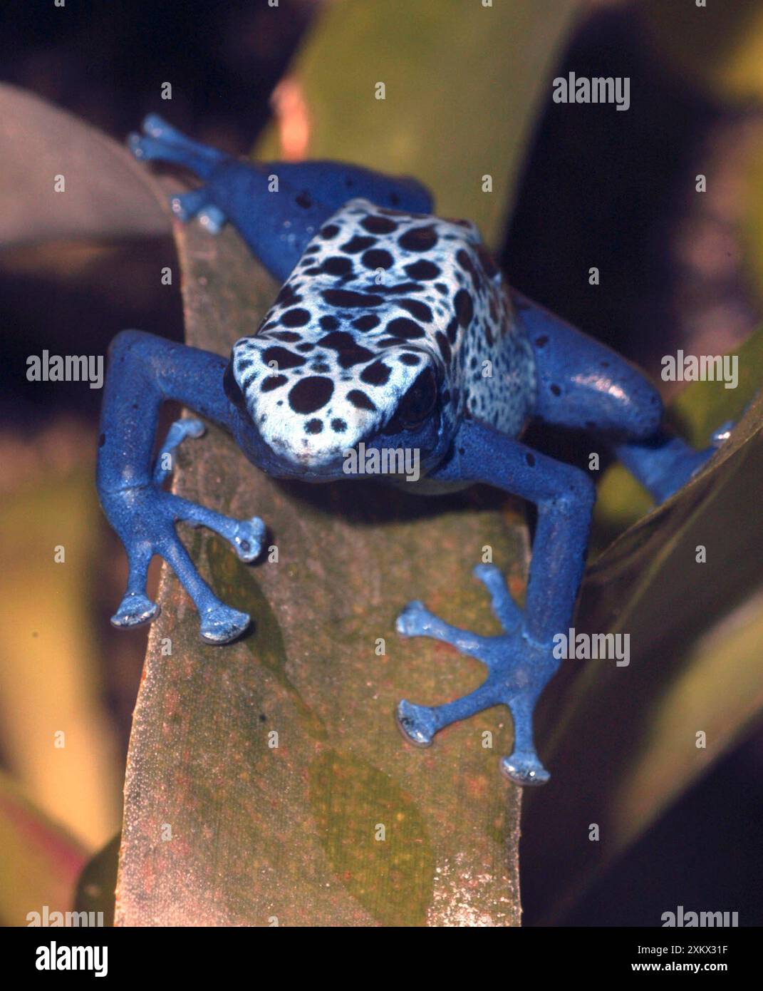 Blue Poison Arrow / Dart Frog Banque D'Images