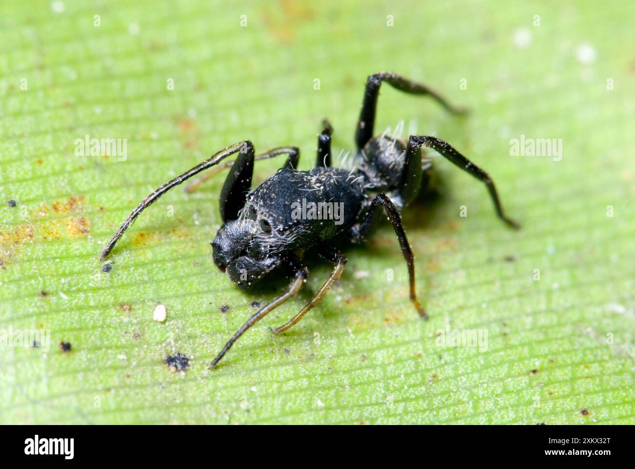 Fourmi imitant l'araignée ressemblant à la fourmi Camponotus Banque D'Images