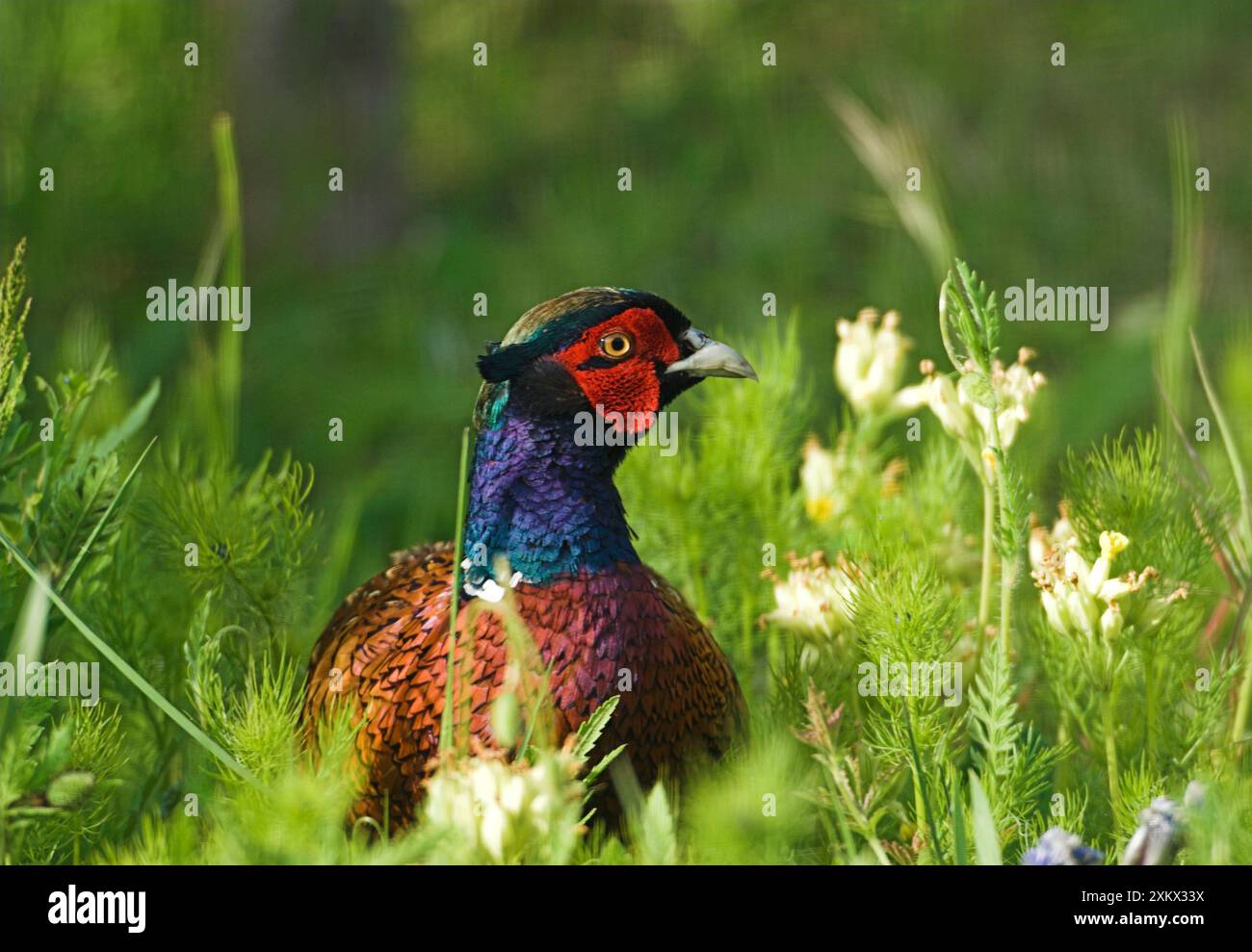 Faisan - mâle adulte dans l'herbe longue Banque D'Images