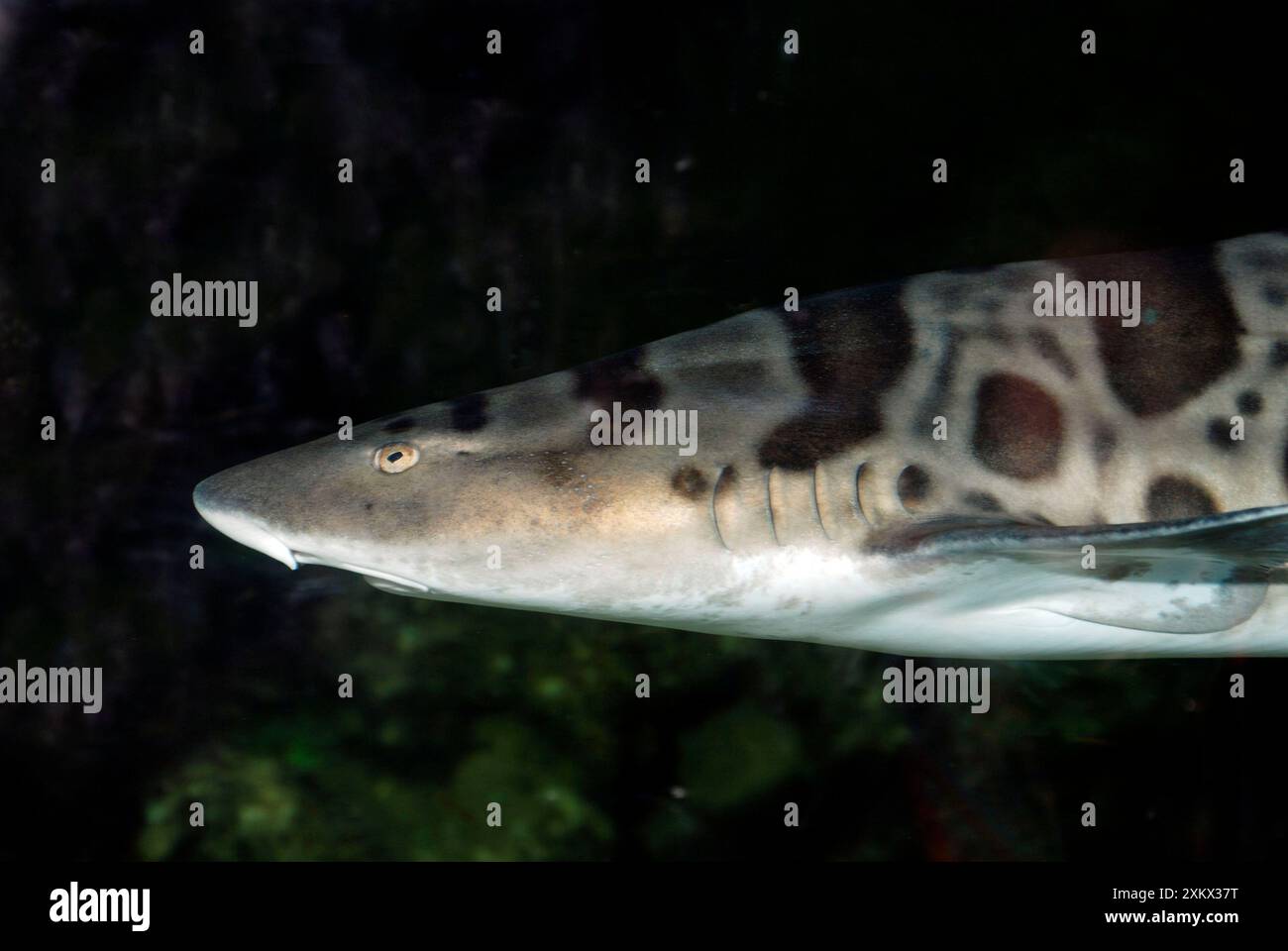 Requin léopard - sur ou près du fond en côte Banque D'Images