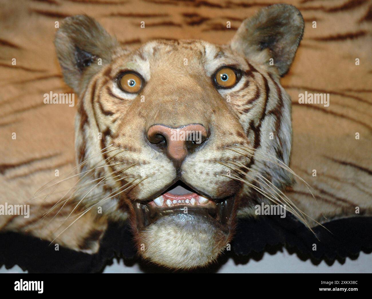 Tapis mural en peau de tigre avec tête montée par Banque D'Images