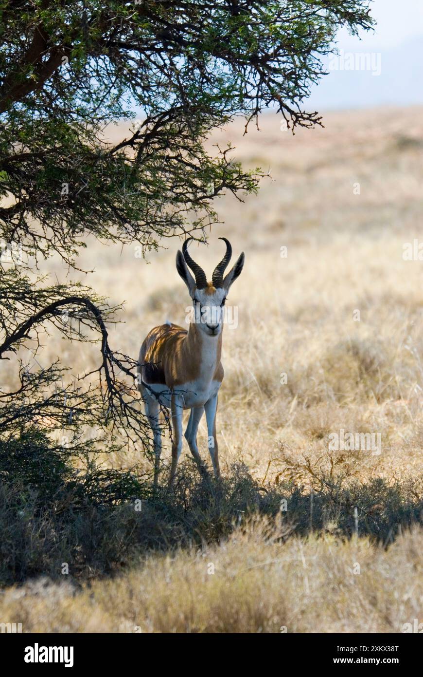 Springbok - se reposer à l'ombre à midi Banque D'Images