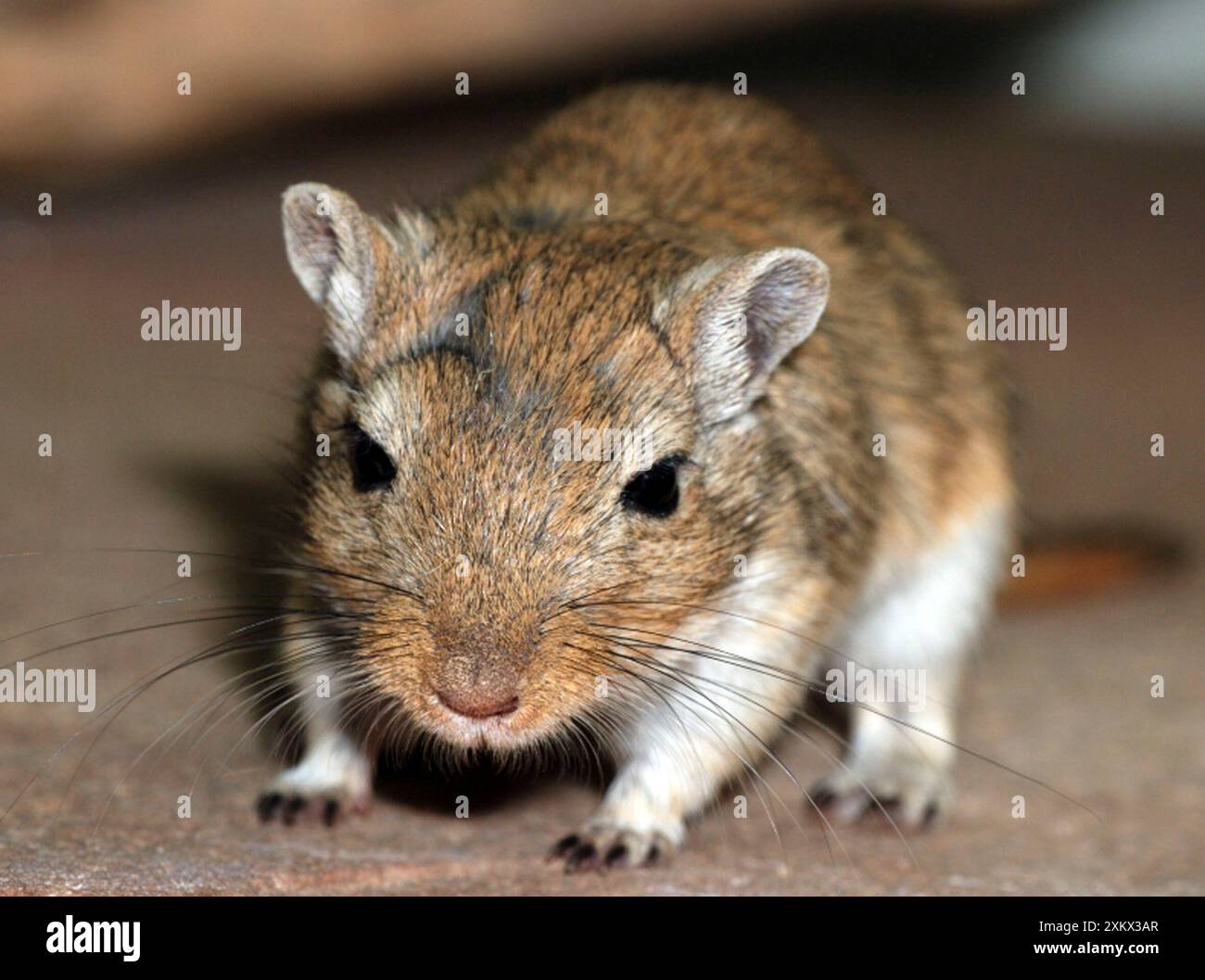 Gerbille mongole - juvénile Banque D'Images