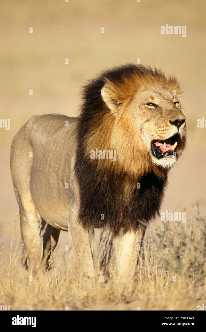 Lion - homme debout dans l'herbe Banque D'Images