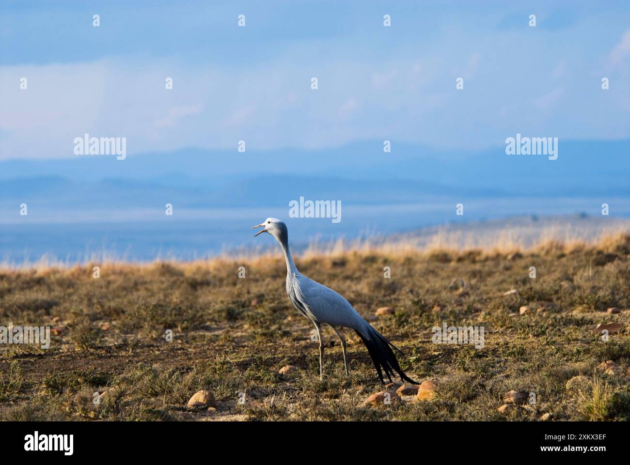 Appel de Blue Crane Banque D'Images