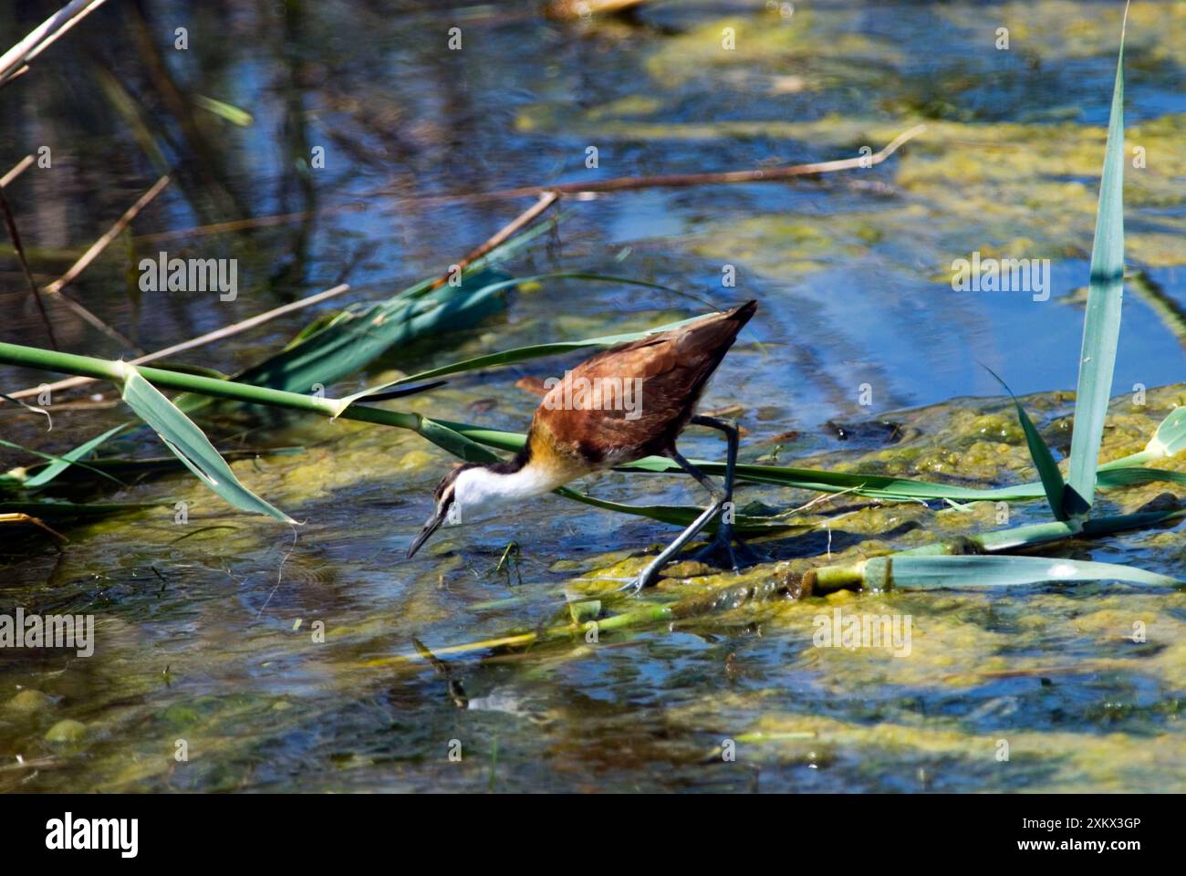 African Jacana. Banque D'Images