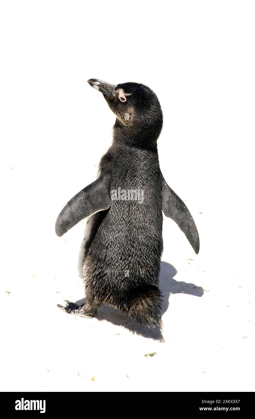 Africain / Black-Foot / Jackass Penguin - au cap Banque D'Images