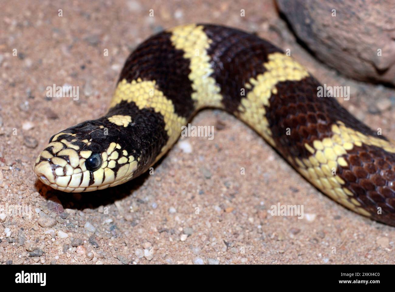 King Snake Banque D'Images