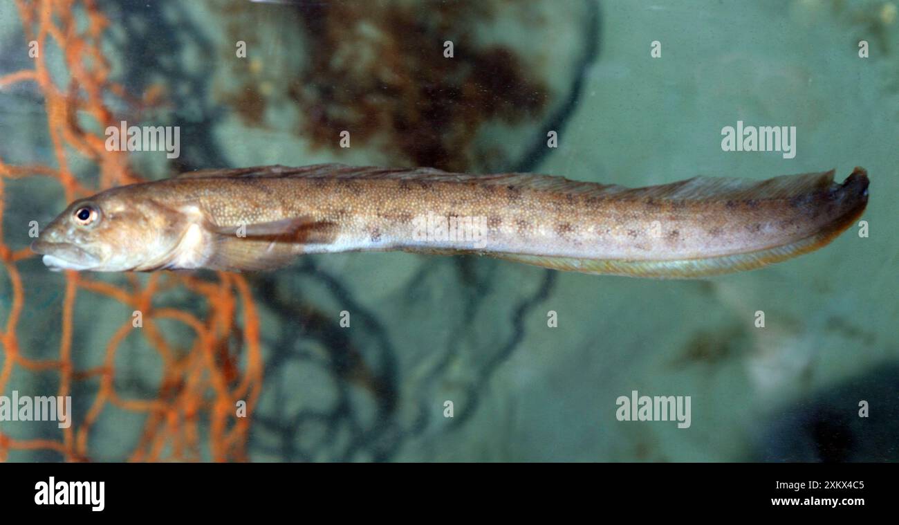 Vivipare Blenny Fish - eaux côtières fraîches Banque D'Images