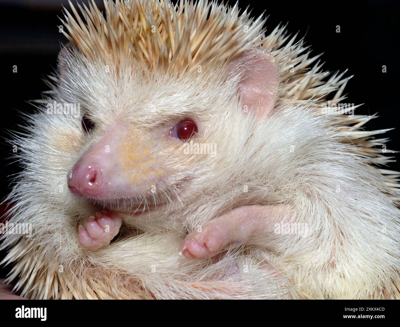 African Pygmy Hedgehog - une forme domestiquée de Banque D'Images