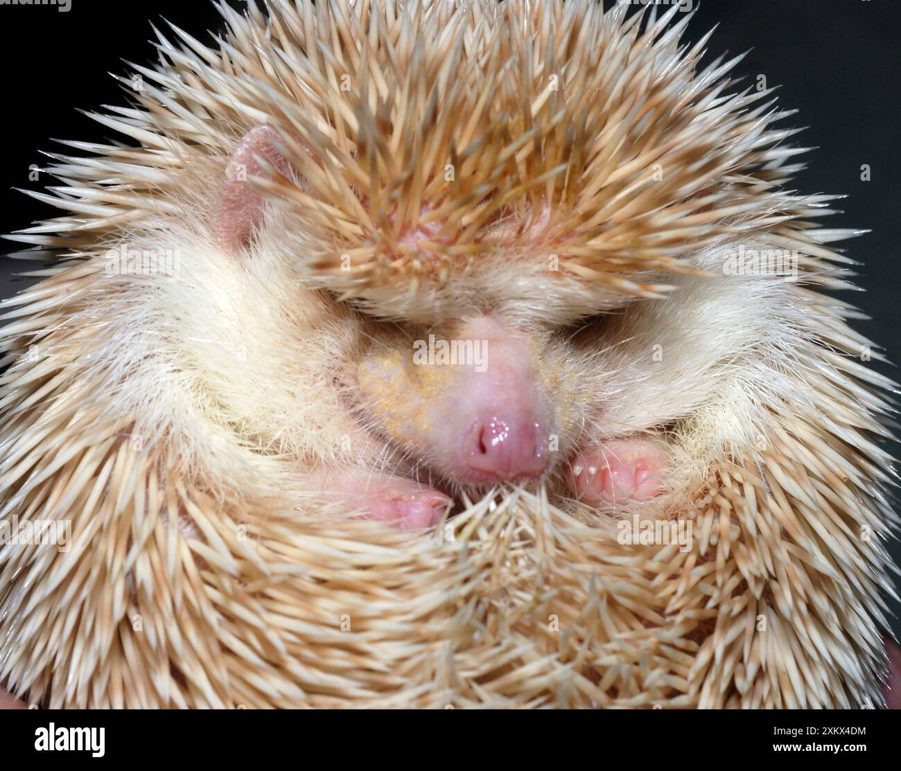 African Pygmy Hedgehog - une forme domestiquée de Banque D'Images