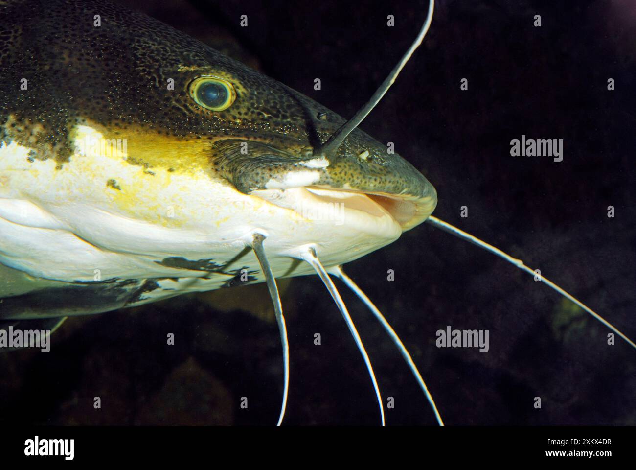 Ce poisson-chat Banque D'Images