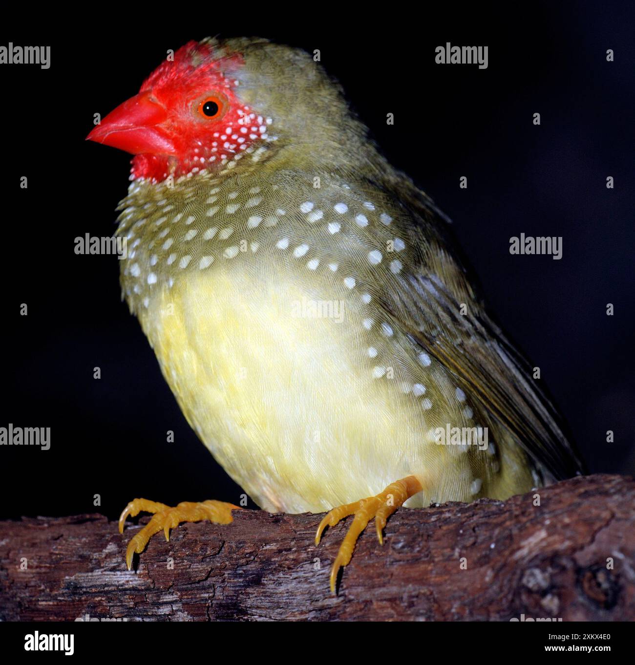 Star Finch Banque D'Images