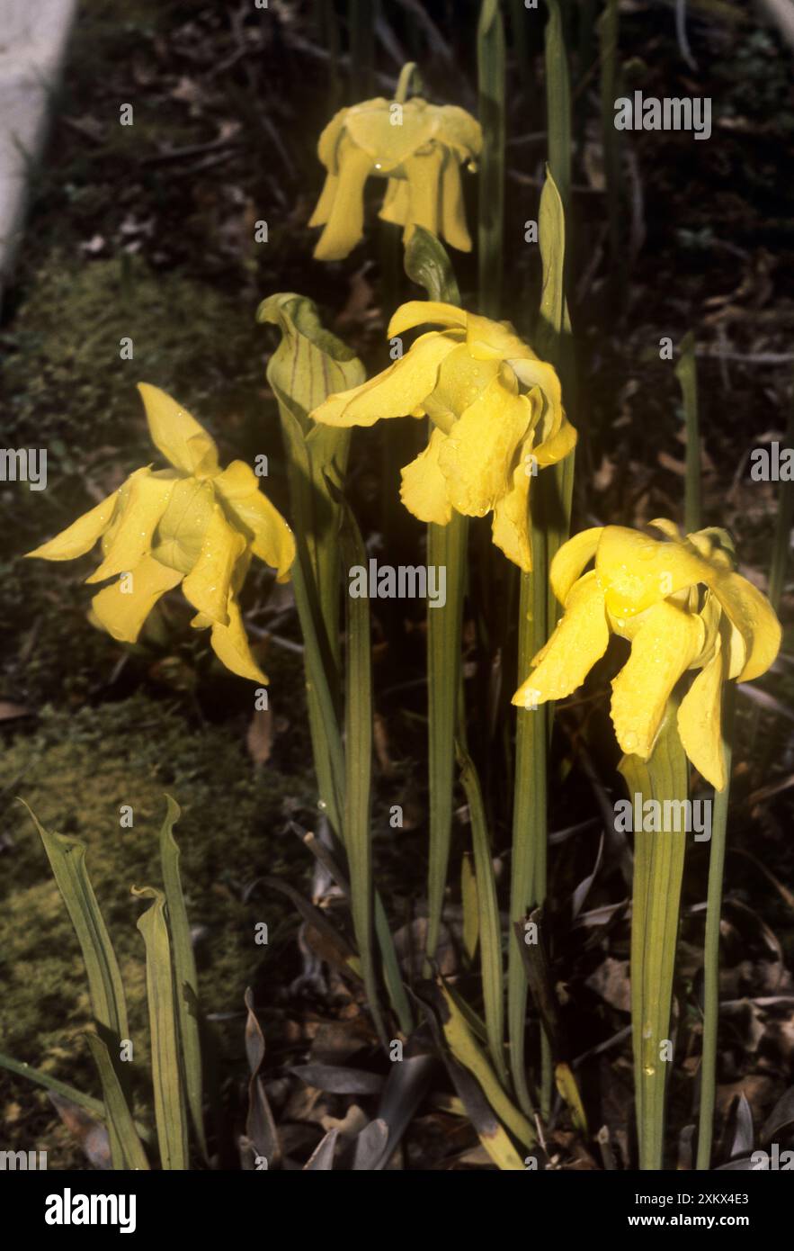 La sarracénie pourpre jaune Banque D'Images