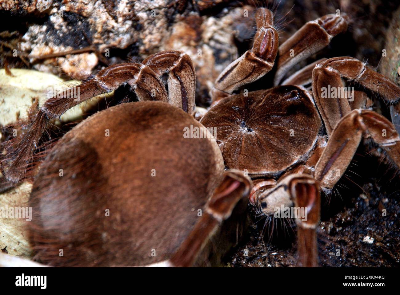 Géant / Goliath Tarantula / ARAIGNÉE mangeuse d'oiseaux Banque D'Images