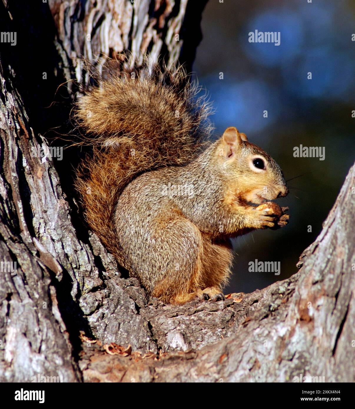 Fox Squirrel - bois à feuilles caduques et jardins, Banque D'Images