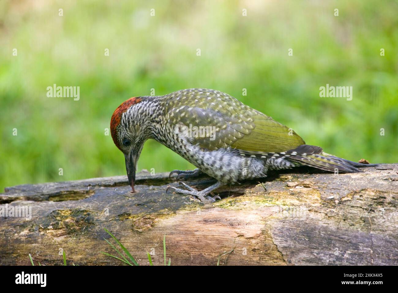 Green Woodpecker - sondage juvénile avec sa langue Banque D'Images