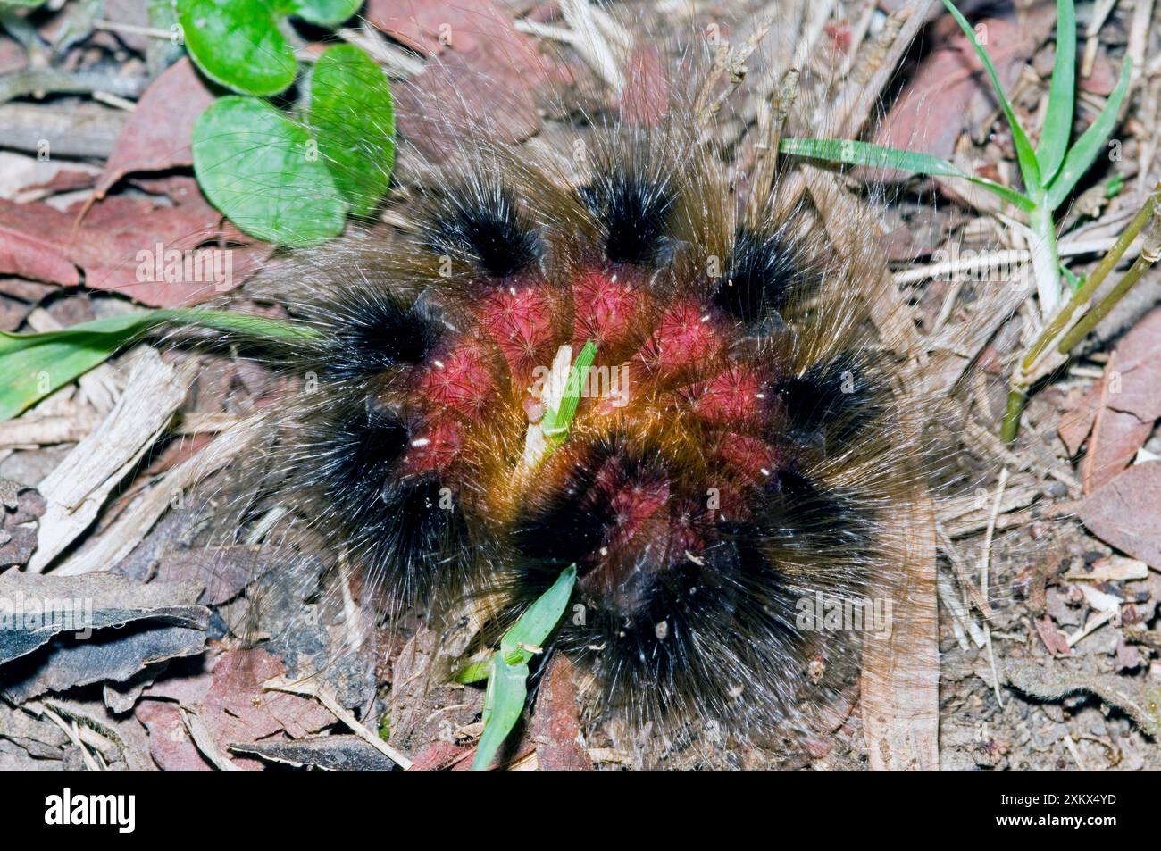 Woolly Bear - chenille enroulée en légitime défense Banque D'Images