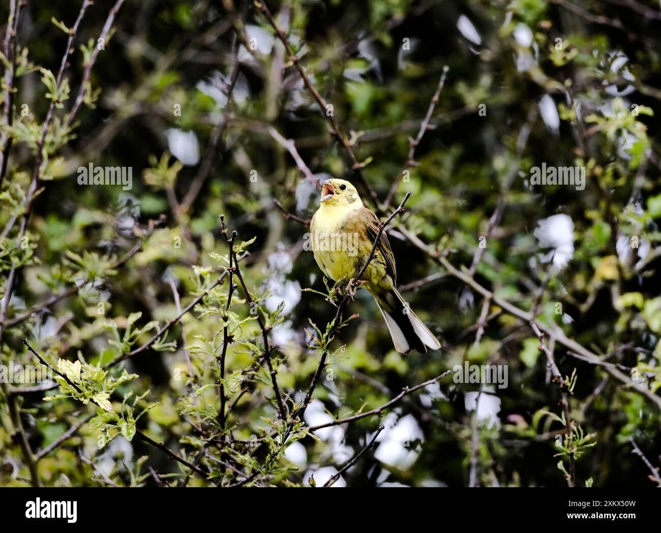 Yellowhammer - mâle - chantant sur le territoire Banque D'Images