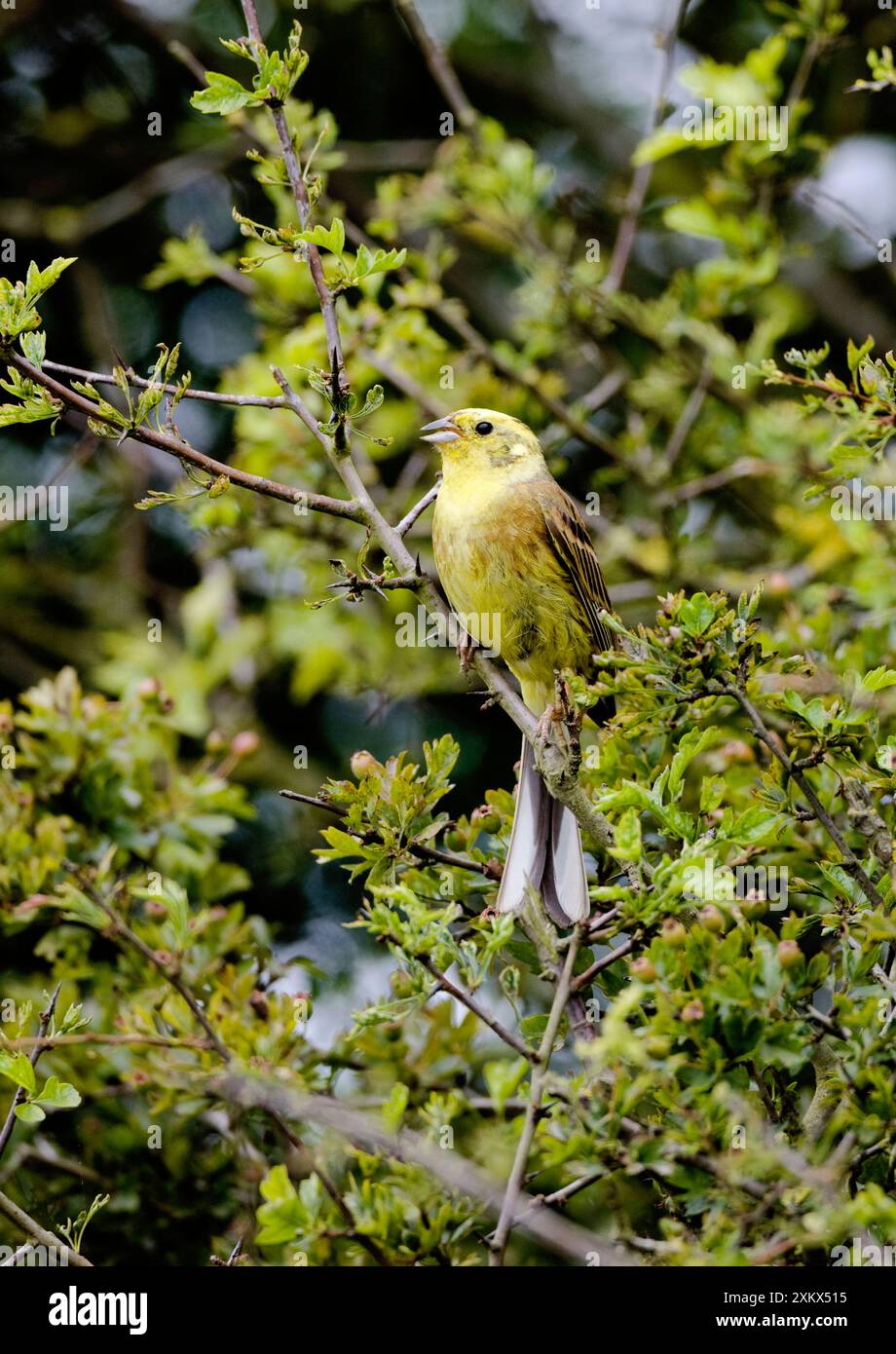 Yellowhammer - mâle - chantant sur le territoire Banque D'Images