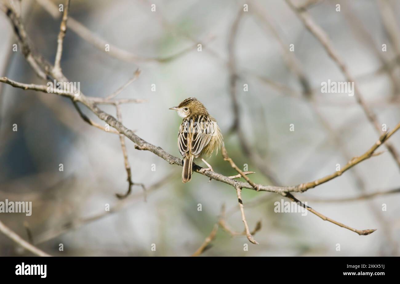Zitting Cisticola / Streaked Fantail Warbler - perché Banque D'Images