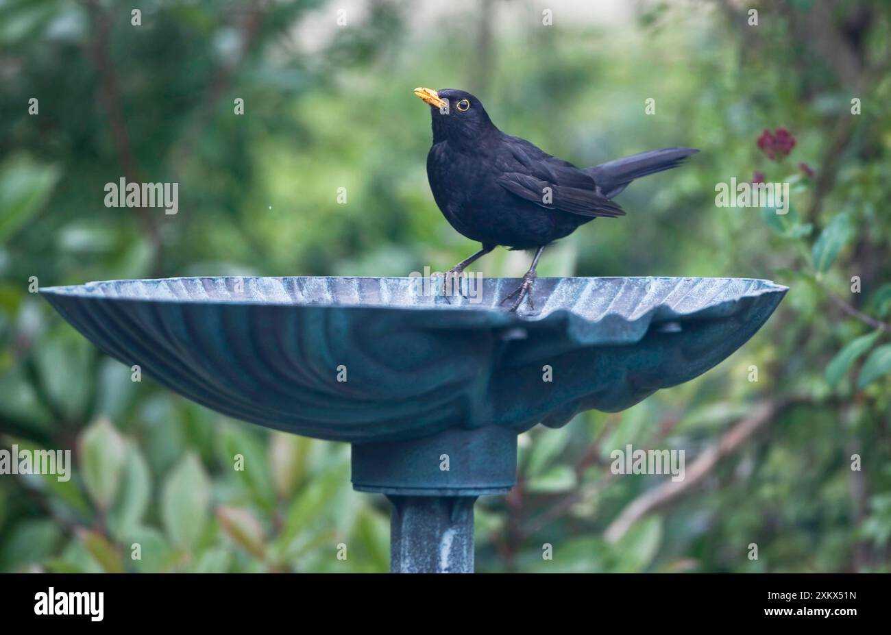 Blackbird - boire du bain d'oiseau dans le jardin Banque D'Images