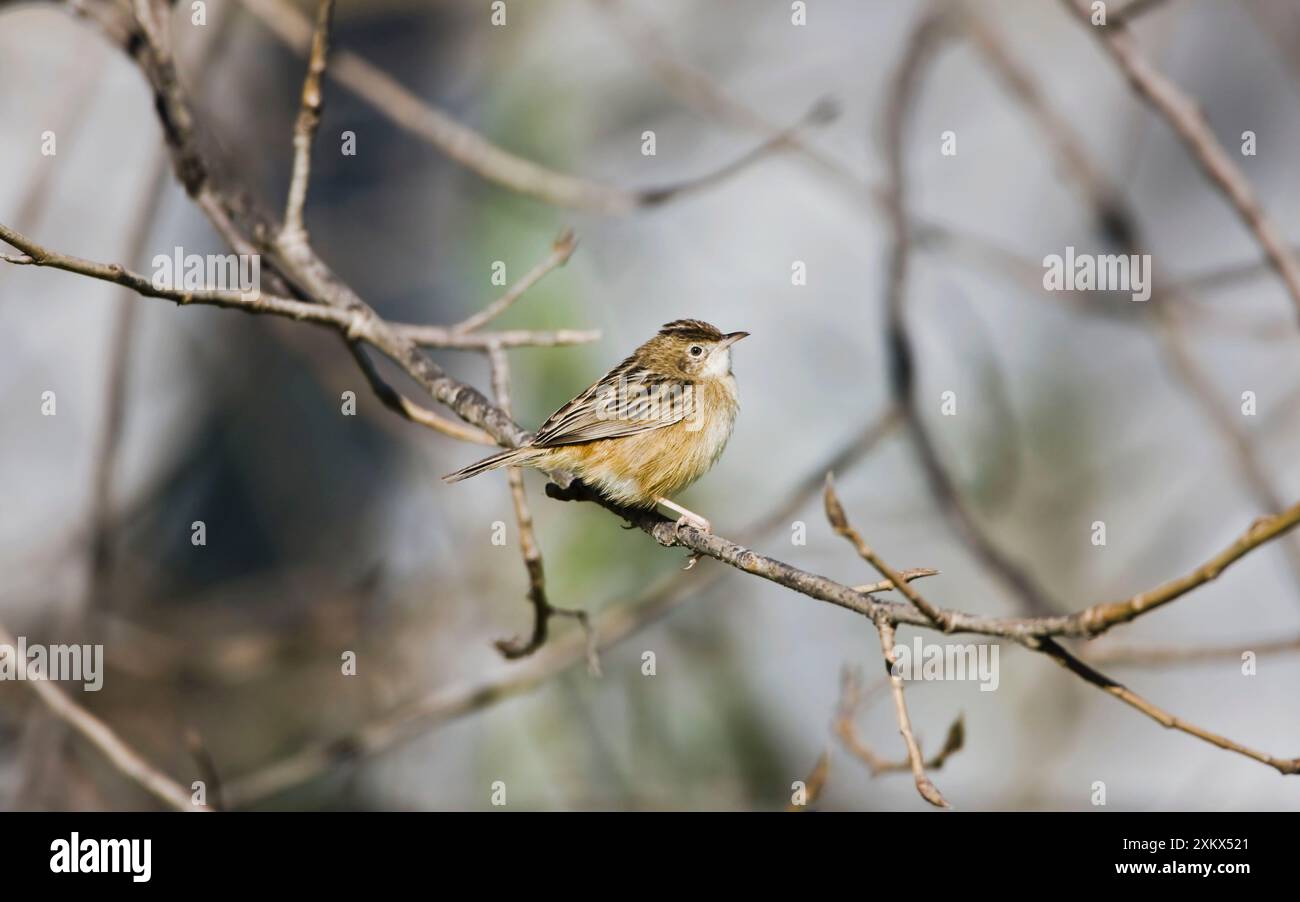 Zitting Cisticola / Streaked Fantail Warbler - perché Banque D'Images