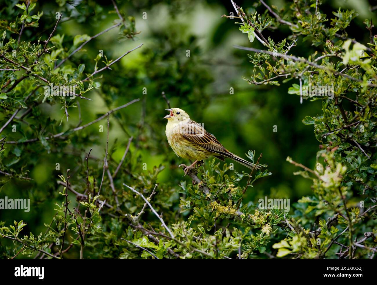 Yellowhammer - mâle - chantant sur le territoire Banque D'Images