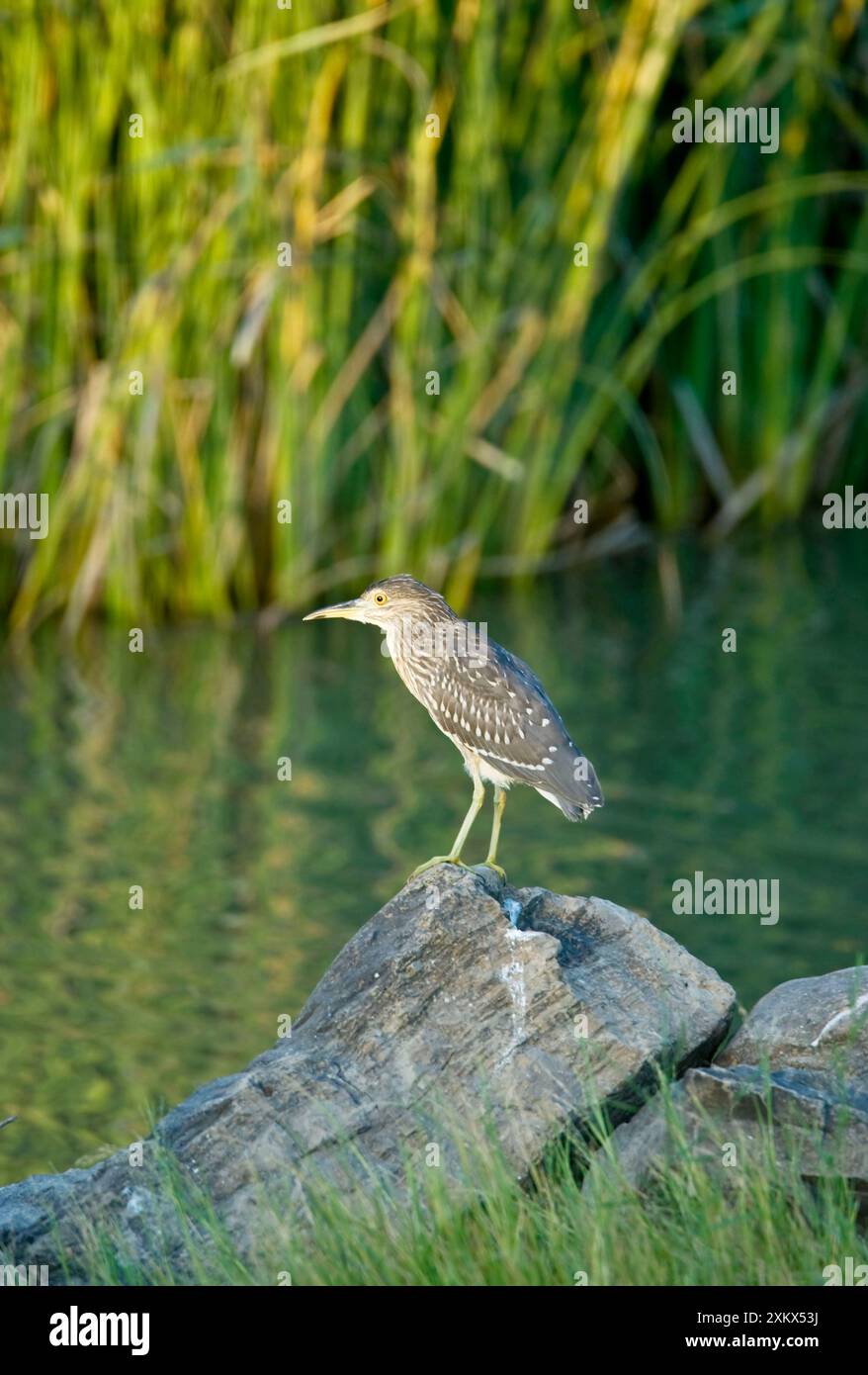 Héron de nuit - juvénile Banque D'Images