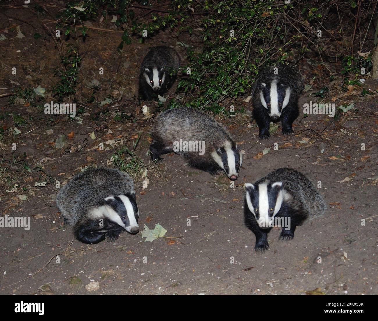 Badger - groupe social Banque D'Images