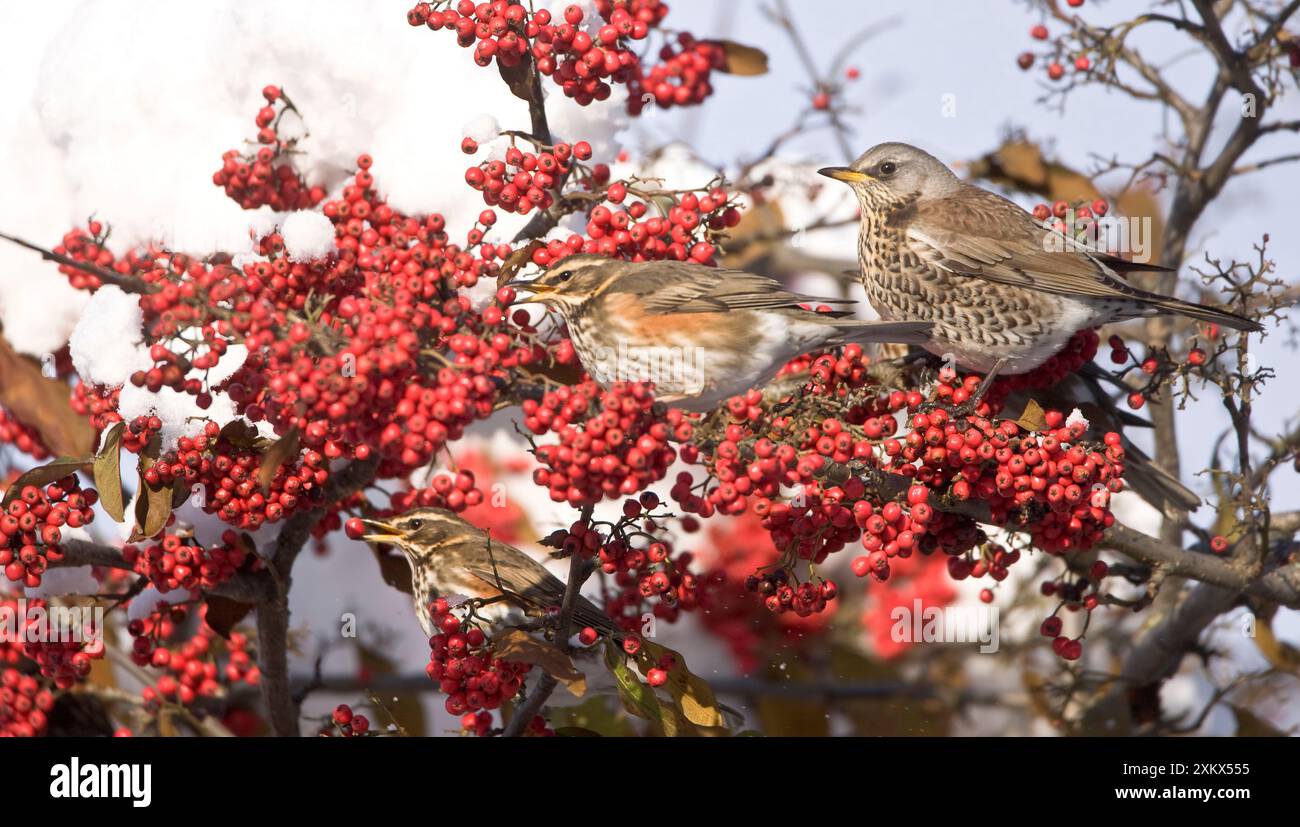 Fieldfare et Redwings (Turdus iliacus) perchés Banque D'Images