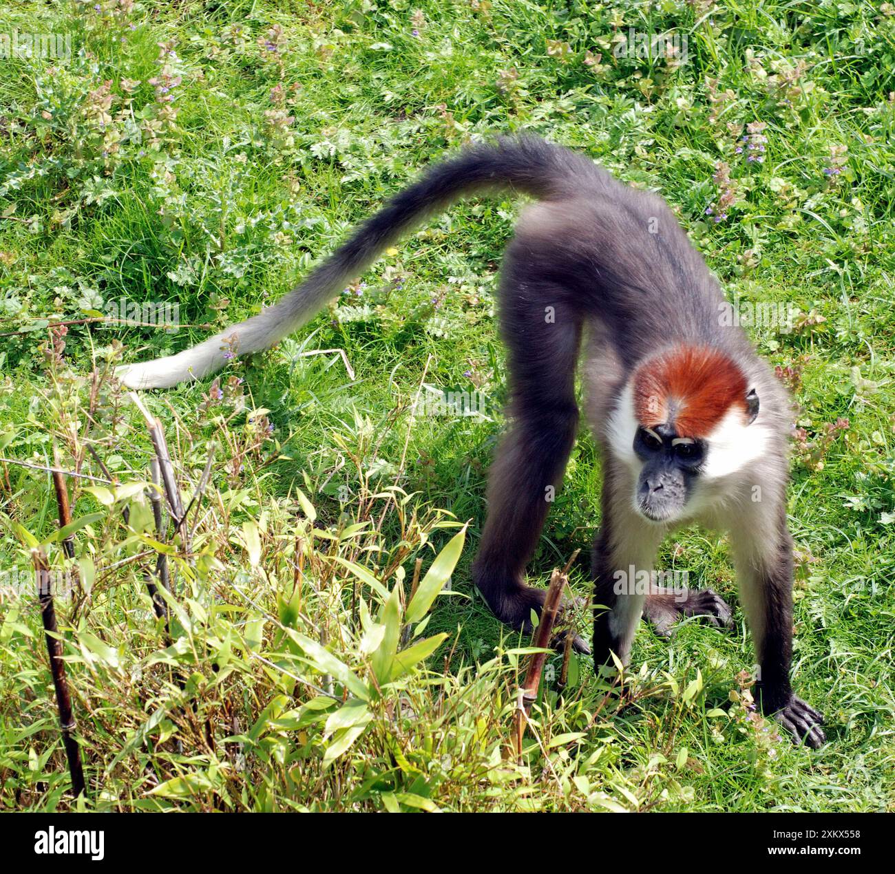 Mangabey à tête rouge - Afrique de l'Ouest. Banque D'Images