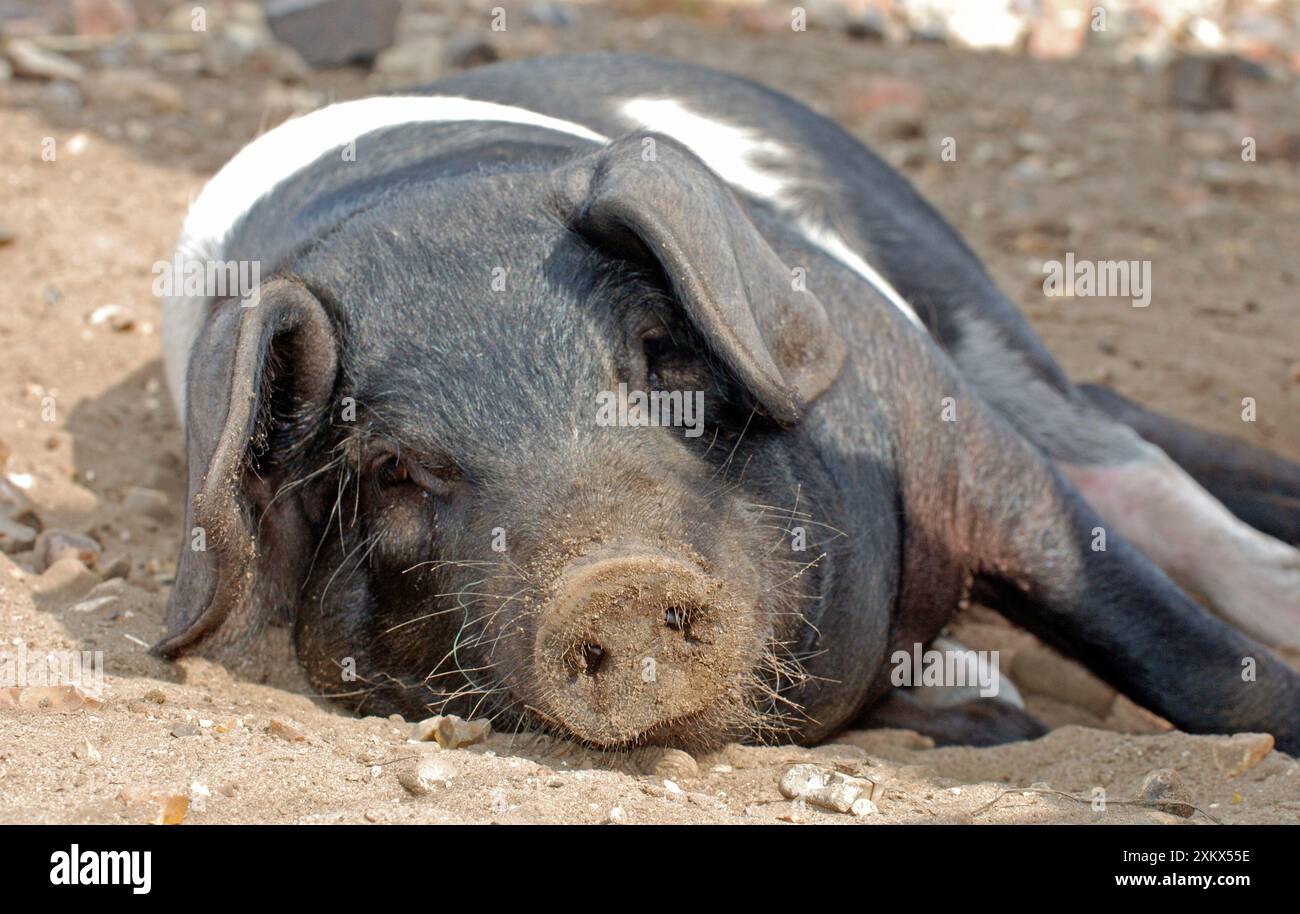 Saddleback Pig - bains de soleil Banque D'Images