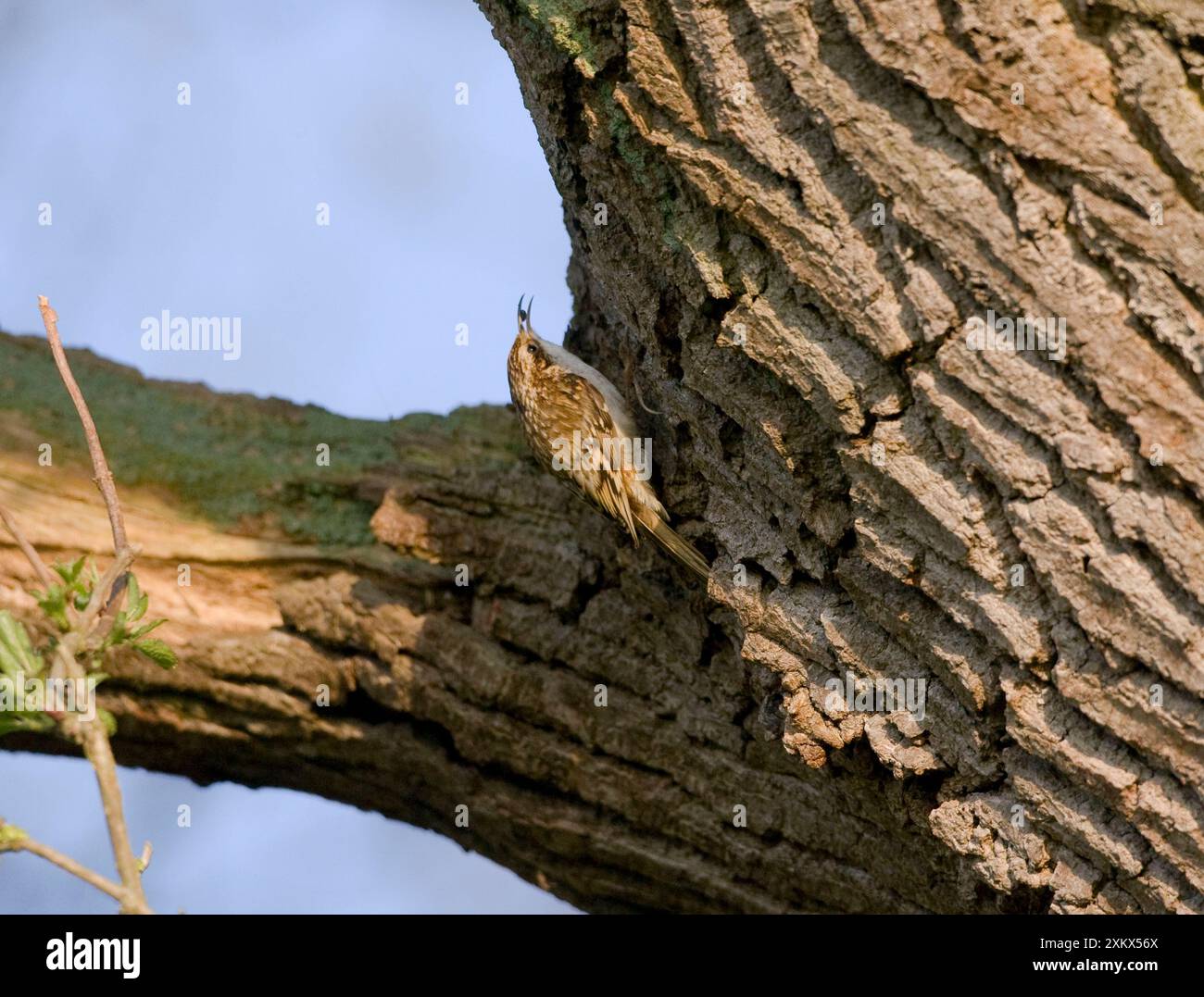 Treecreeper eurasien - avec de la nourriture dans son bec Banque D'Images