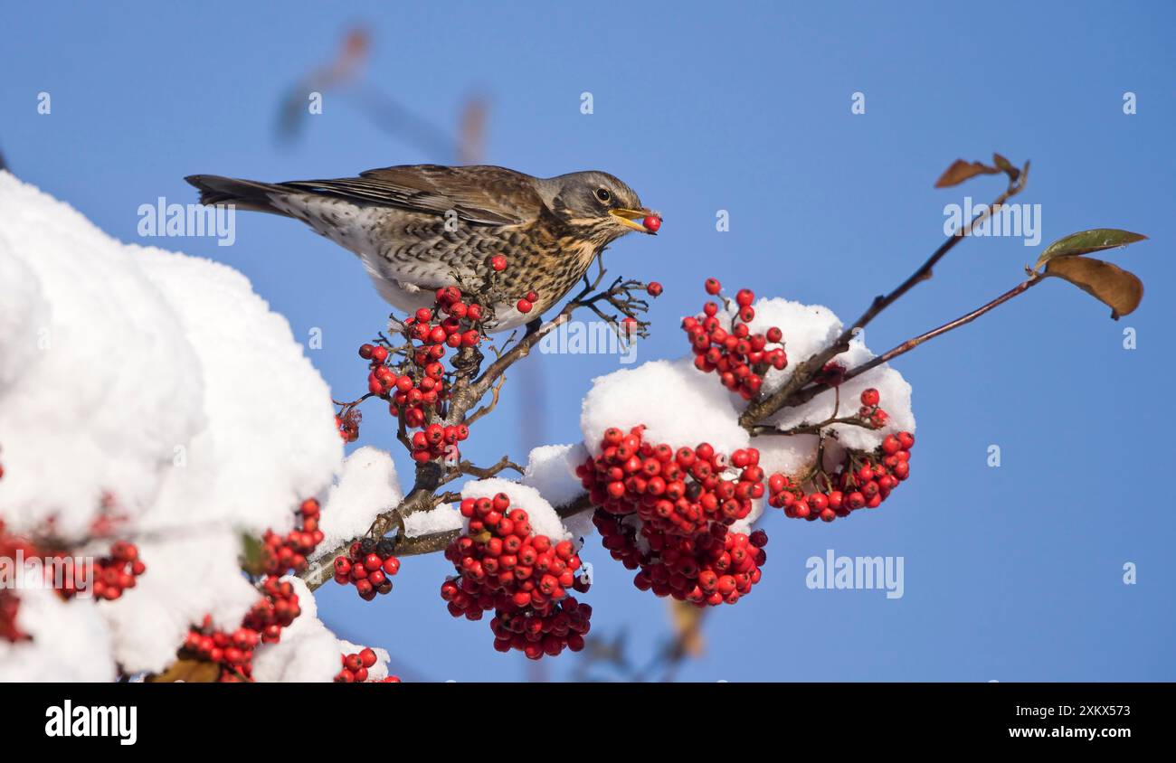 Terrain perché sur l'alimentation des arbres couverts de neige Banque D'Images