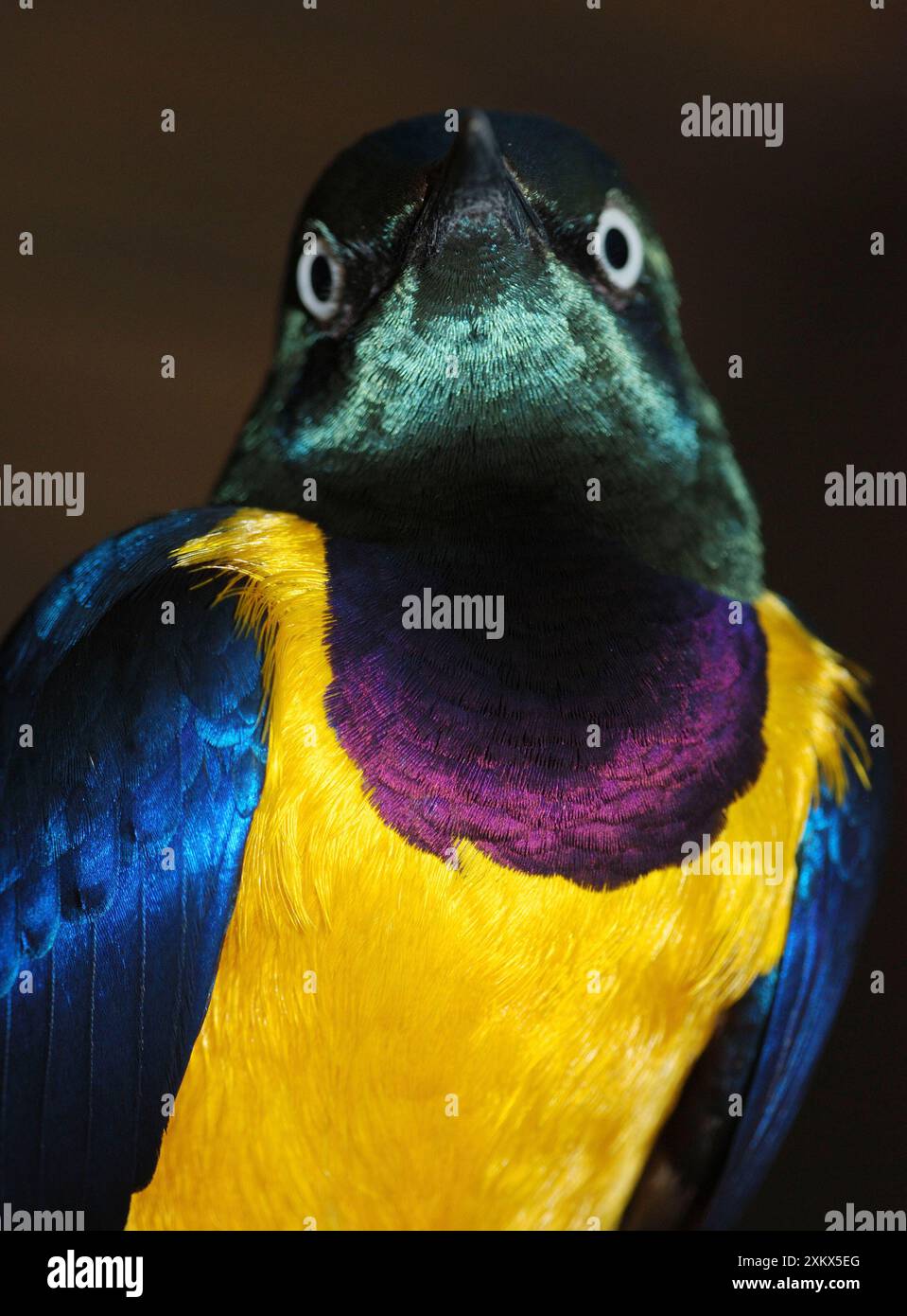 Starling doré - prairie, savane et Banque D'Images