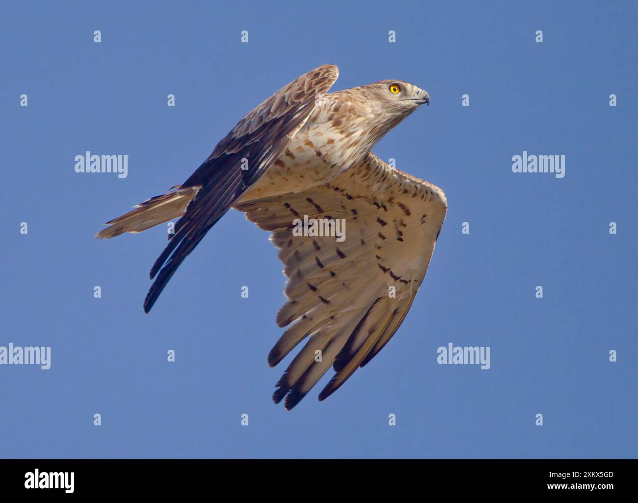 Aigle à bout court - en vol lors de la migration Banque D'Images