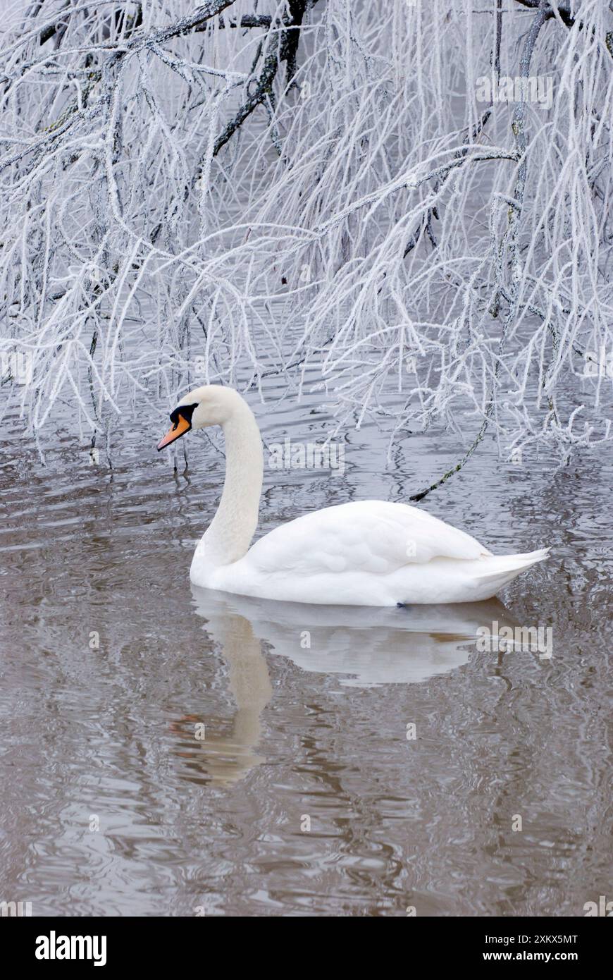 Muet Swan - par temps glacial Banque D'Images