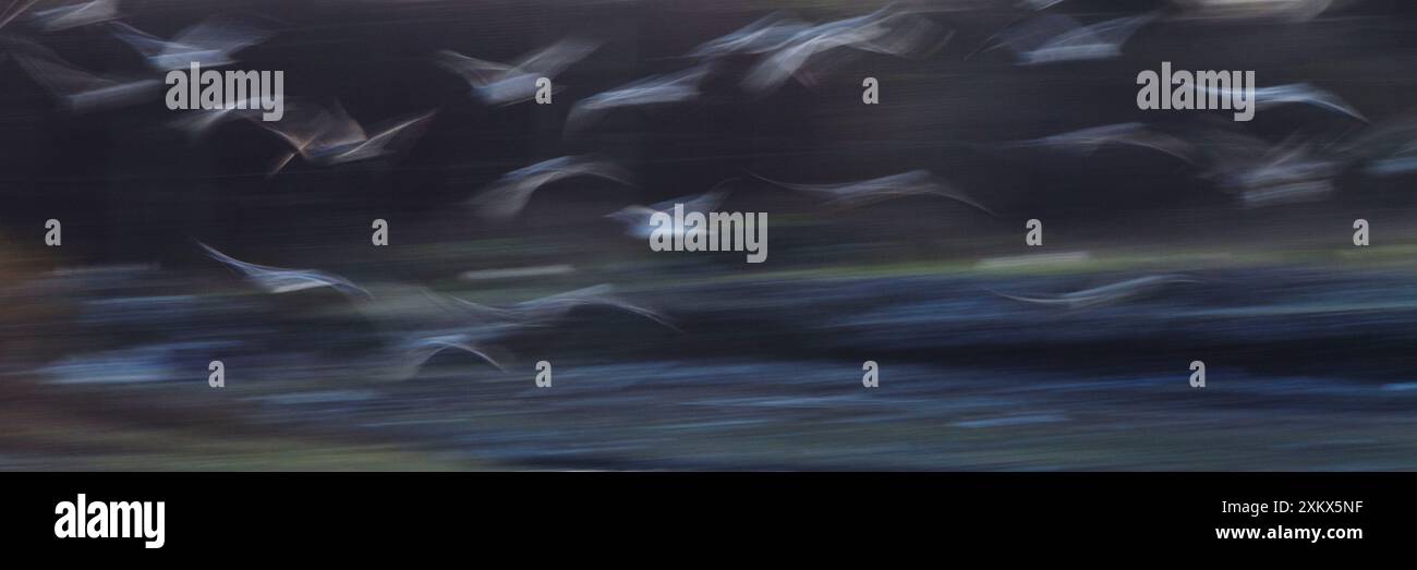 Mouettes - en vol - utilisant une vitesse d'obturation lente Banque D'Images