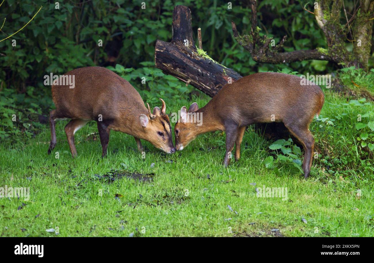 Muntjac / Barking Deer - mâle et femelle ensemble Banque D'Images