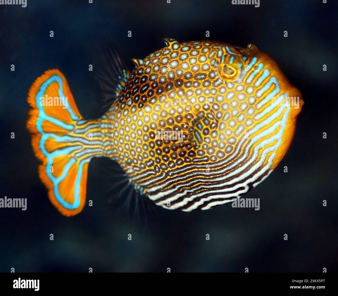 Cowfish orné, côtes sud de l'Australie. Banque D'Images