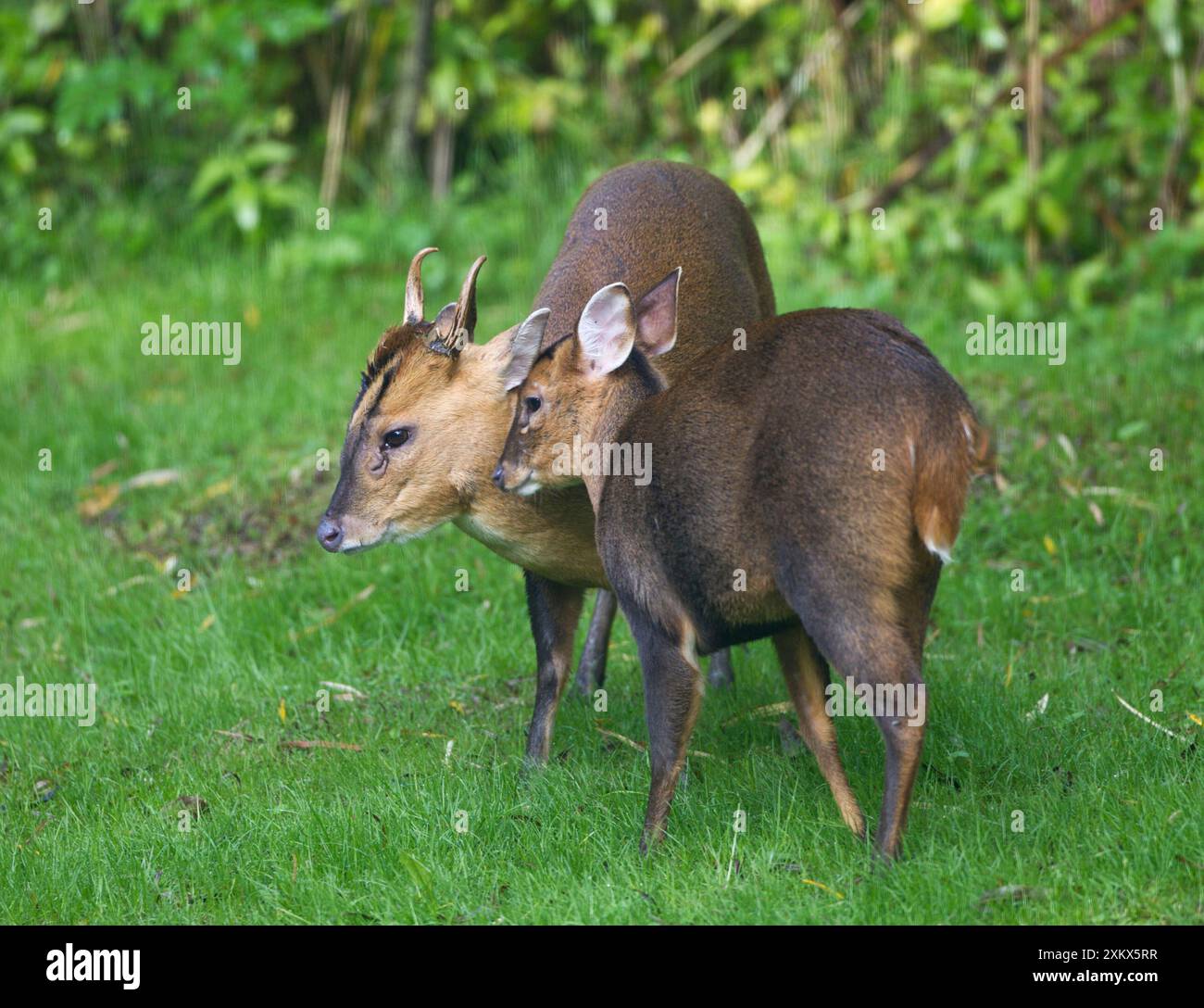 Muntjac / Barking Deer - mâle et femelle ensemble Banque D'Images